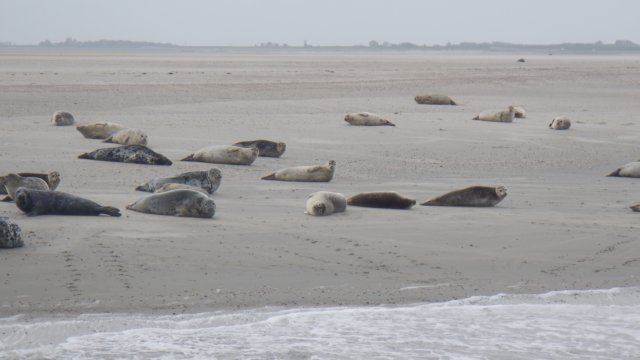 HWK Texel 2015 084.jpg